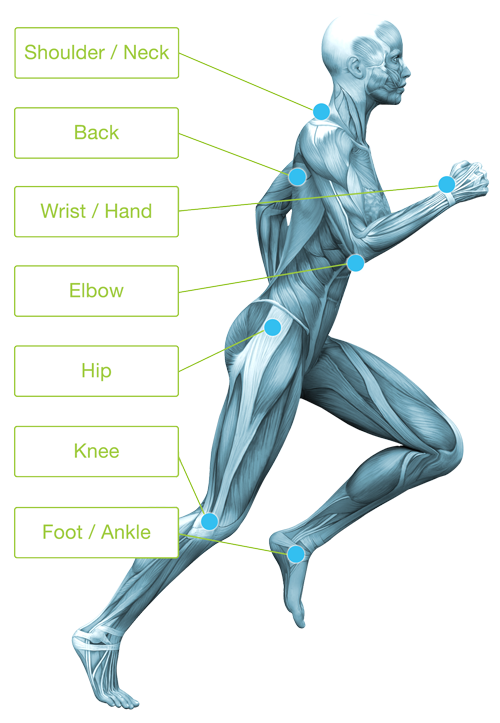 Muscle Groups Muscle Groups